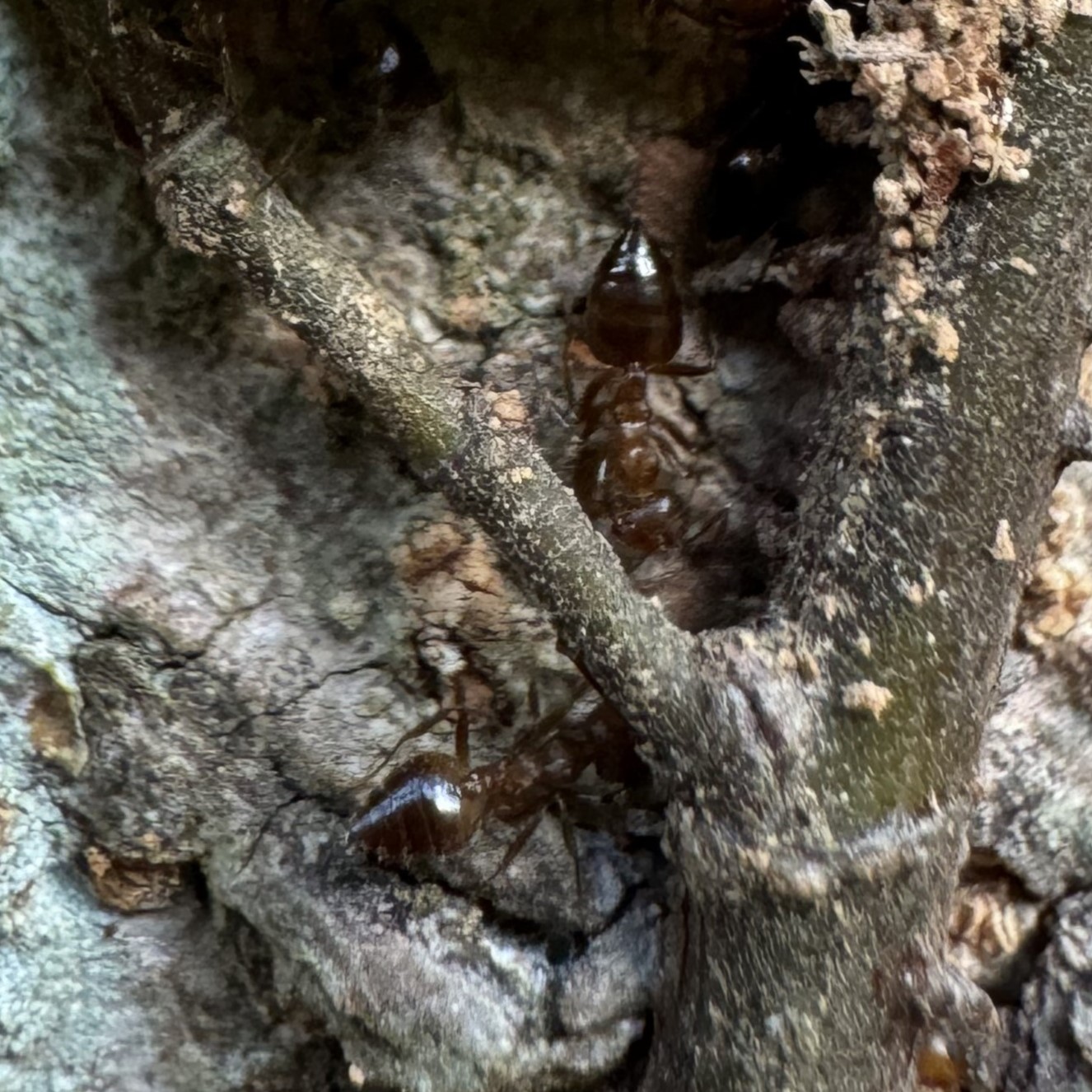樹居舉尾蟻